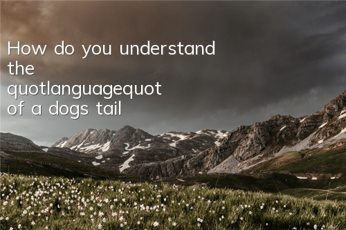 How do you understand the "language" of a dog's tail?