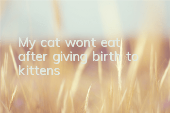 TMy cat won’t eat after giving birth to kittens