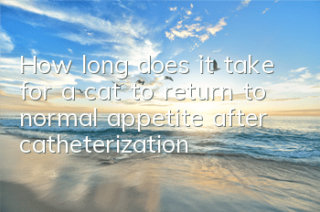 How long does it take for a cat to return to normal appetite after catheterization?