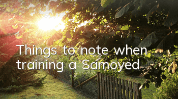 TThings to note when training a Samoyed