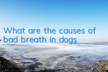 What are the causes of bad breath in dogs?