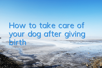 THow to take care of your dog after giving birth