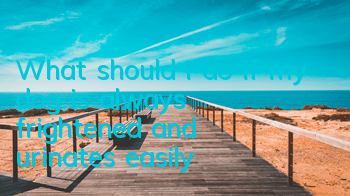 TWhat should I do if my dog ​​is always frightened and urinates easily?