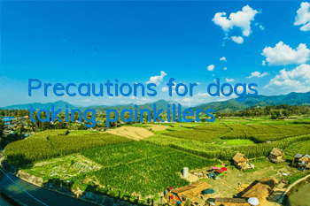 TPrecautions for dogs taking painkillers