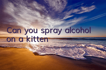 TCan you spray alcohol on a kitten?
