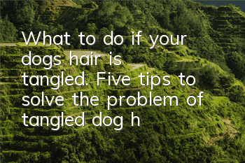 TWhat to do if your dog’s hair is tangled. Five tips to solve the problem of tangled dog hair.