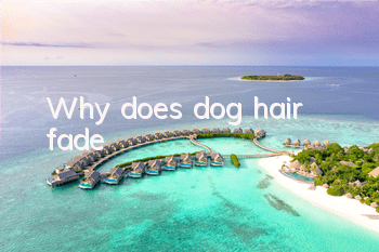 TWhy does dog hair fade?