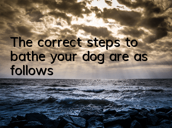 TThe correct steps to bathe your dog are as follows!