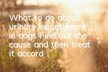 TWhat to do about urinary incontinence in dogs? Find out the cause and then treat it accordingly.