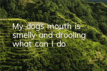 TMy dog's mouth is smelly and drooling, what can I do?