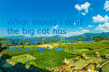 TWhat should I do if the big cat has engorged milk but the kitten can’t eat it?