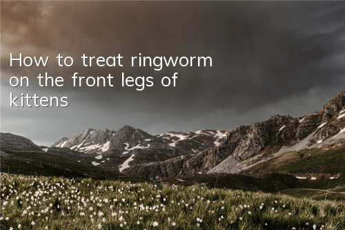 THow to treat ringworm on the front legs of kittens