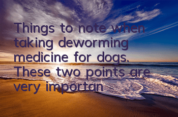 TThings to note when taking deworming medicine for dogs. These two points are very important!