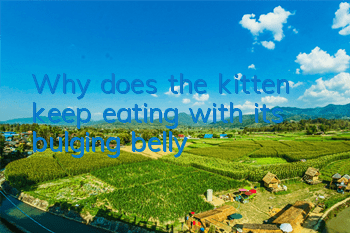 TWhy does the kitten keep eating with its bulging belly?