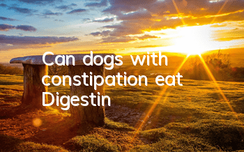 TCan dogs with constipation eat Digestin?