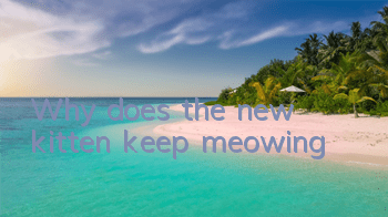 TWhy does the new kitten keep meowing?