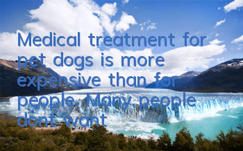 TMedical treatment for pet dogs is more expensive than for people. Many people don’t want to believe it.