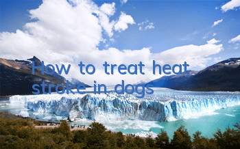 THow to treat heat stroke in dogs