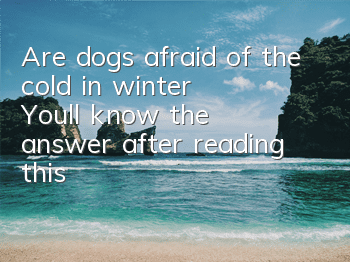TAre dogs afraid of the cold in winter? You’ll know the answer after reading this!