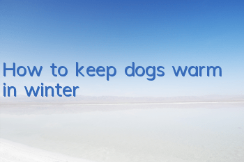 THow to keep dogs warm in winter