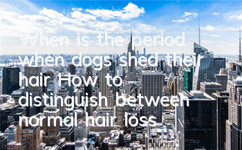 TWhen is the period when dogs shed their hair? How to distinguish between normal hair loss and diseased hair loss