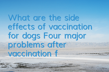 What are the side effects of vaccination for dogs? Four major problems after vaccination for pet dogs