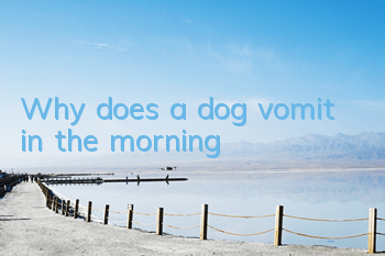TWhy does a dog vomit in the morning?