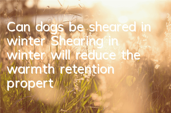 Can dogs be sheared in winter? Shearing in winter will reduce the warmth retention properties