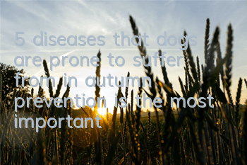 T5 diseases that dogs are prone to suffer from in autumn, prevention is the most important!