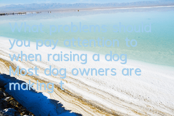 TWhat problems should you pay attention to when raising a dog? Most dog owners are making the same mistakes!