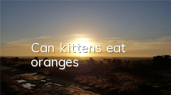 Can kittens eat oranges?