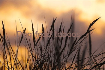TDog food taboos