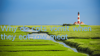 TWhy do cats vomit when they eat raw meat?