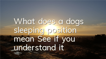 What does a dog’s sleeping position mean? See if you understand it