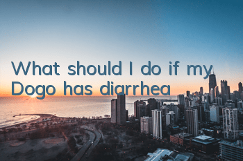 What should I do if my Dogo has diarrhea?