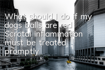 What should I do if my dog’s balls are red? Scrotal inflammation must be treated promptly!