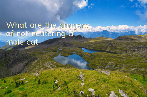 TWhat are the dangers of not neutering a male cat?