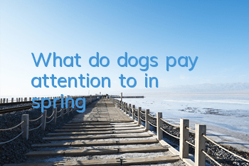 TWhat do dogs pay attention to in spring?