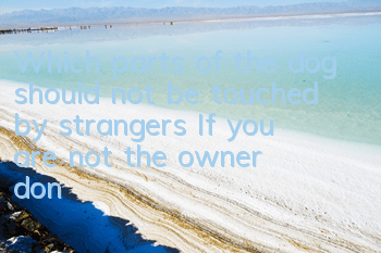 Which parts of the dog should not be touched by strangers? If you are not the owner, don’t bite him!