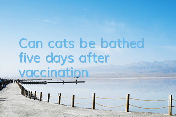 Can cats be bathed five days after vaccination?