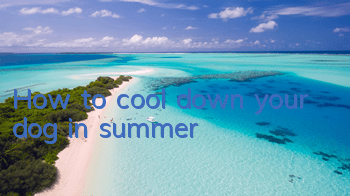 How to cool down your dog in summer