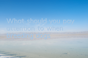 TWhat should you pay attention to when breeding dogs?