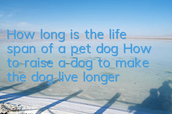 How long is the life span of a pet dog? How to raise a dog to make the dog live longer?