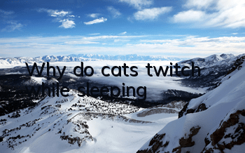 Why do cats twitch while sleeping?