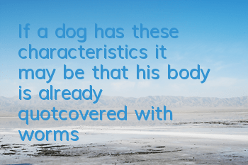 TIf a dog has these characteristics, it may be that his body is already "covered with worms"