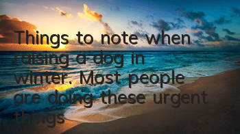 Things to note when raising a dog in winter. Most people are doing these urgent things!