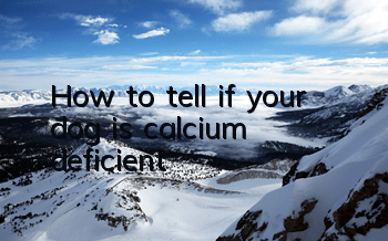 How to tell if your dog is calcium deficient