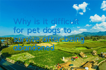 TWhy is it difficult for pet dogs to survive after being abandoned?