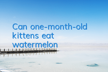 TCan one-month-old kittens eat watermelon?