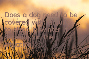TDoes a dog need to be covered with a quilt to sleep in winter? It depends on the situation!